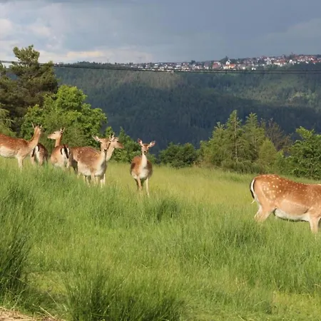 Ferienhaus, Prázdninový dům Mühlenbach