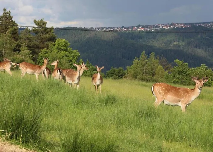 Ferienhaus, Casa de Férias Mühlenbach